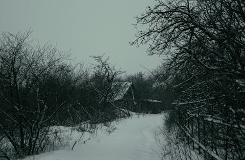 Foto d'estoc gratuïta de arbres, boira, bosc