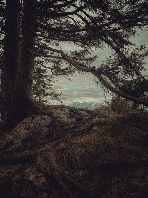 Imagine de stoc gratuită din arbori, arbori veșnic verzi, fotografiere verticală