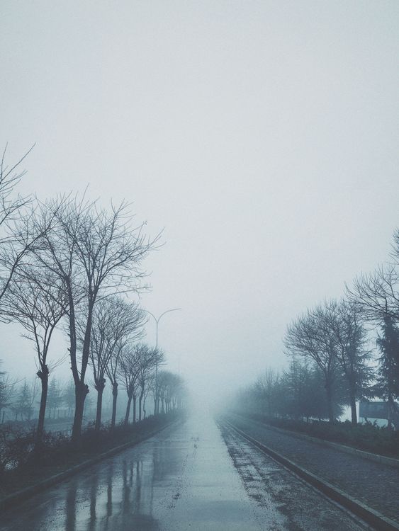 Road Among Trees in Fog · Free Stock Photo