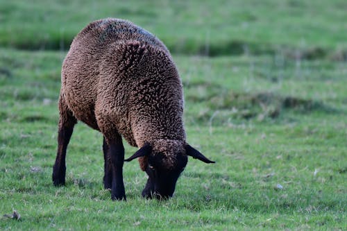 Δωρεάν στοκ φωτογραφιών με deichschaf, απολωλός πρόβατο, Βόρεια Θάλασσα