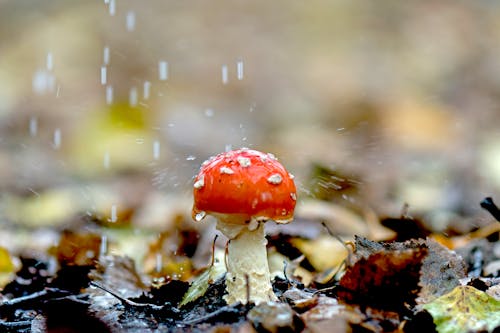 Fotos de stock gratuitas de bosque, gotas de lluvia, hongo rojo
