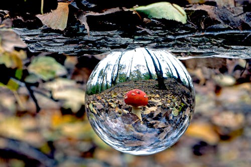 Fotos de stock gratuitas de bola de cristal, bosque, hongo tóxico