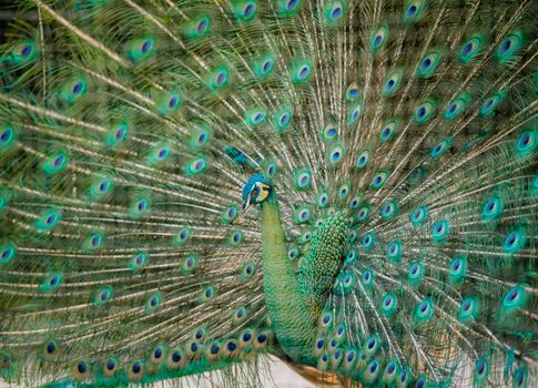 peacock photo