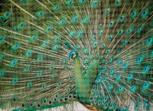 Free Close-up of a peacock with vibrant feathers spread wide in full display. Stock Photo