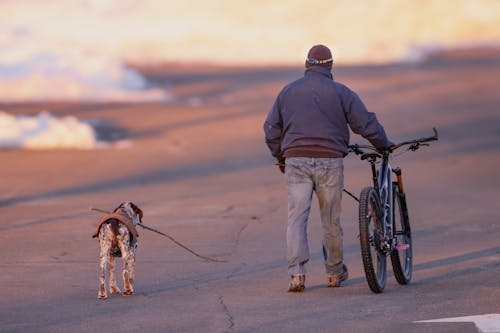 Immagine gratuita di animale, animale domestico, bicicletta