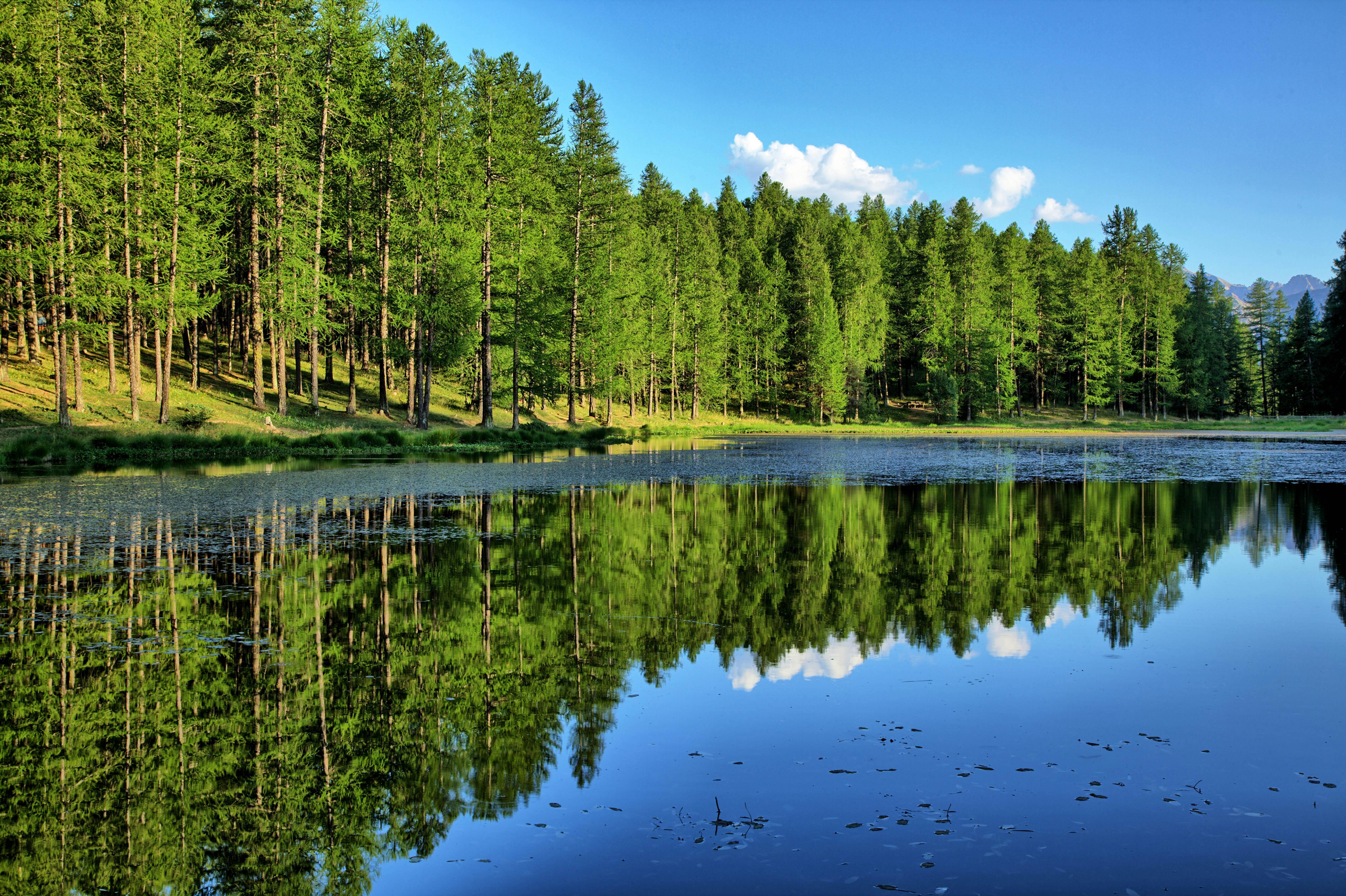Beautiful lake reflection of a lush forest in Arvieux, France.