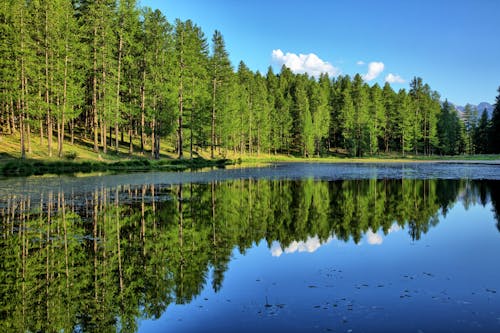 A lake surrounded by trees and grass