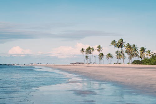 Free Sandy Beach with Still Sea and Palm Trees Stock Photo