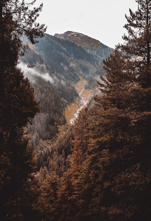 Free A photo of a forest with mountains in the background Stock Photo