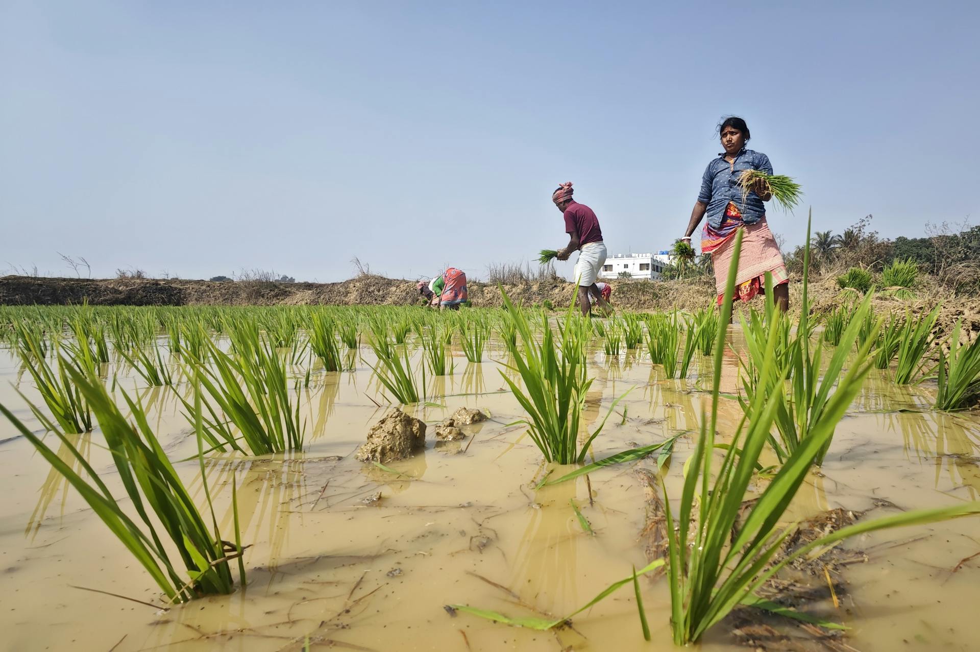 Farmers Planting Rice