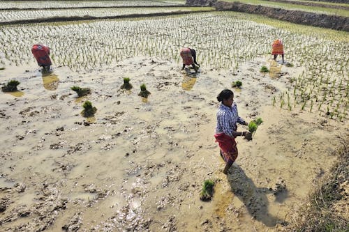 Women Working in the Rice Field