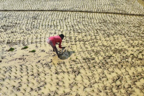 Δωρεάν στοκ φωτογραφιών με αγροτικός, αναποφλοίωτο ρύζι, βαλτότοπος