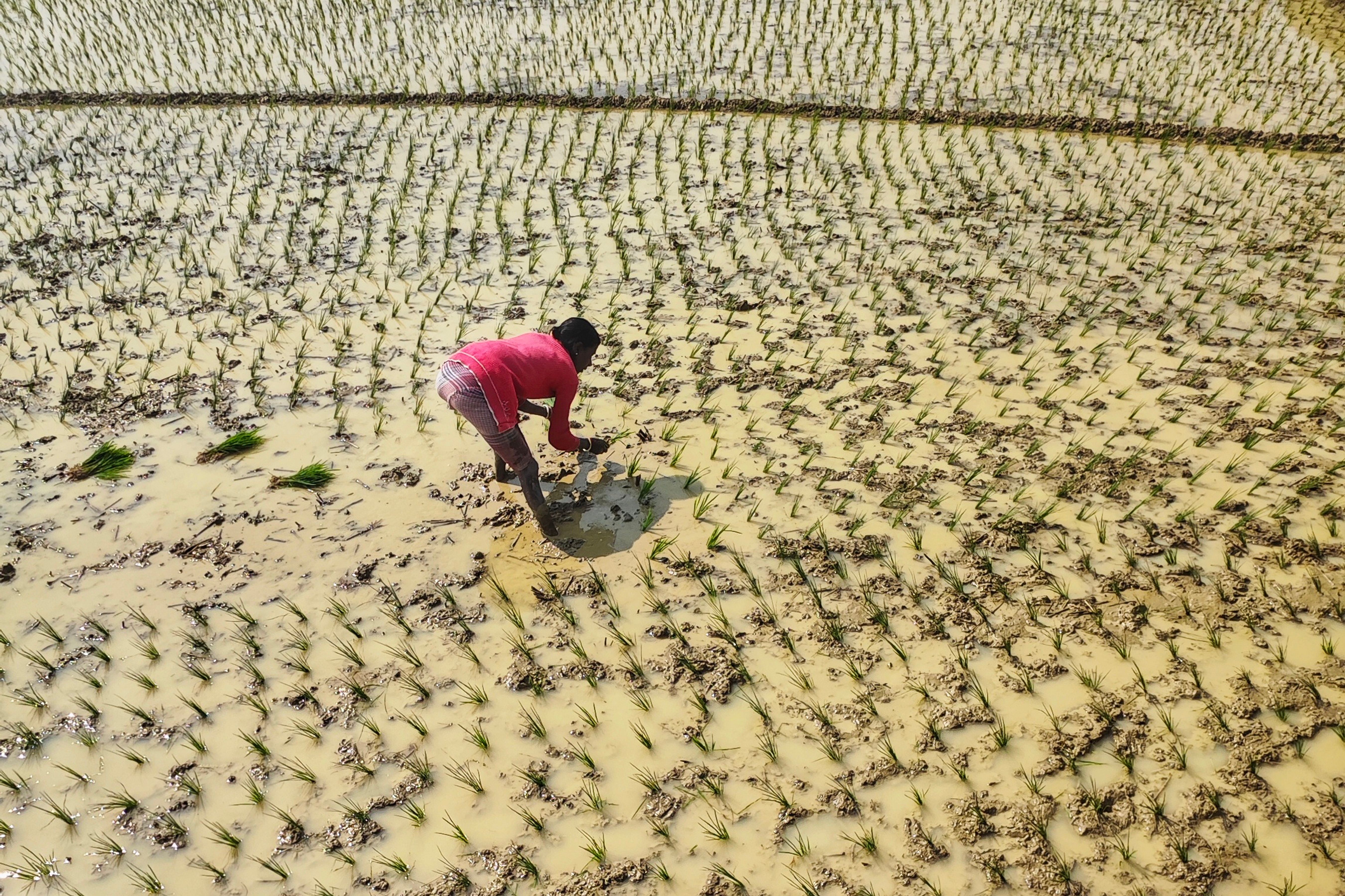 Woman Planting Rice in a Rice Field · Free Stock Photo