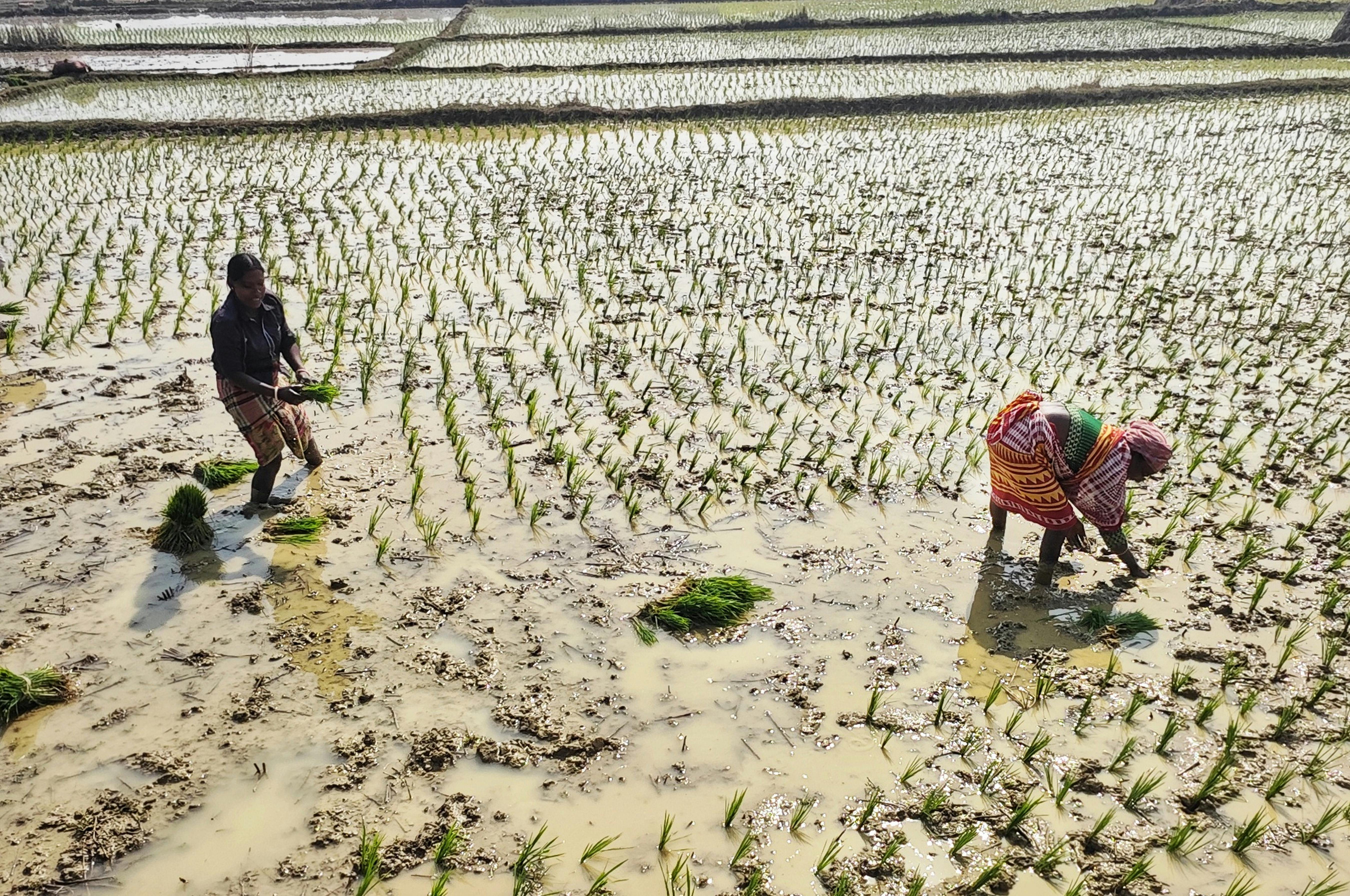 Biofarm insights image