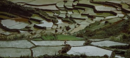 Free Rice Terraces Stock Photo