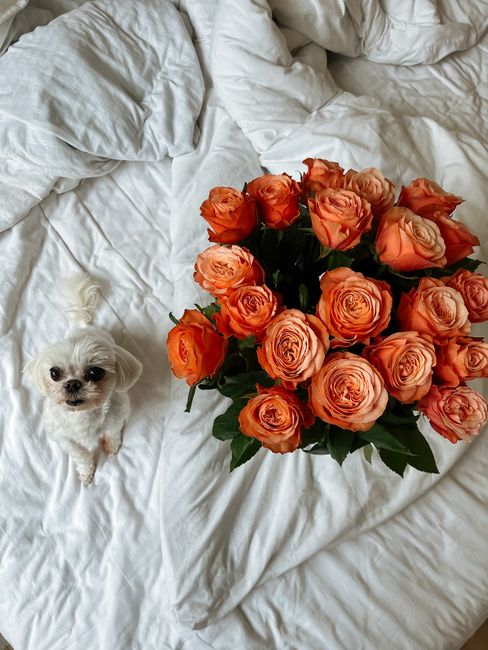 A cute small dog sits beside a vibrant bouquet of roses on a white bedspread indoors.