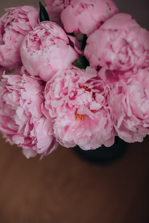デコレーション, ピンクの花, ブーケの無料の写真素材