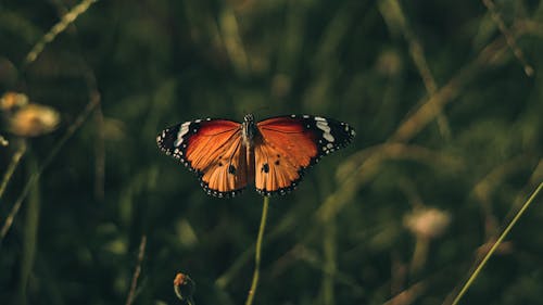 A butterfly sitting on a green grassy field