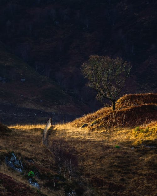 Pohon Menyala Oleh Matahari, Di Pegunungan Glenfinnan, Skotlandia.