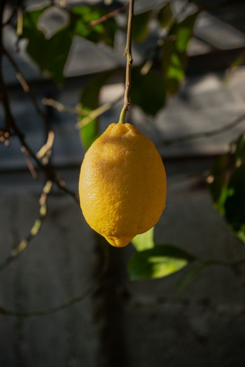 Free Vivid close-up of a ripe lemon hanging from a tree, showcasing nature's organic beauty. Stock Photo