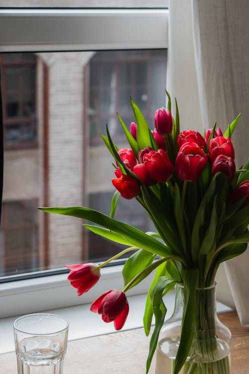Tulips in Vase by the Window 