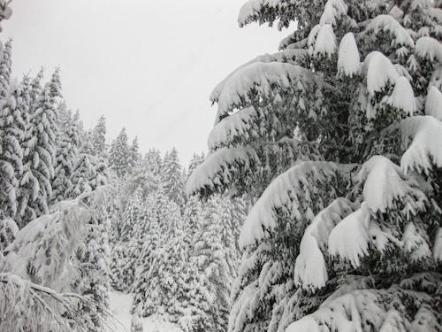 コールド, 冬, 常緑樹の無料の写真素材