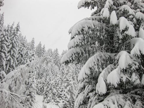 Foto d'estoc gratuïta de arbres, arbusts, bosc