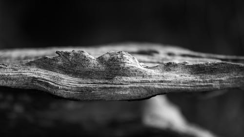 Close-up of a Piece of Wood