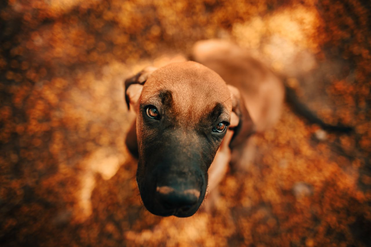a close up shot of a cute puppy with a captivating gaze amidst autumn