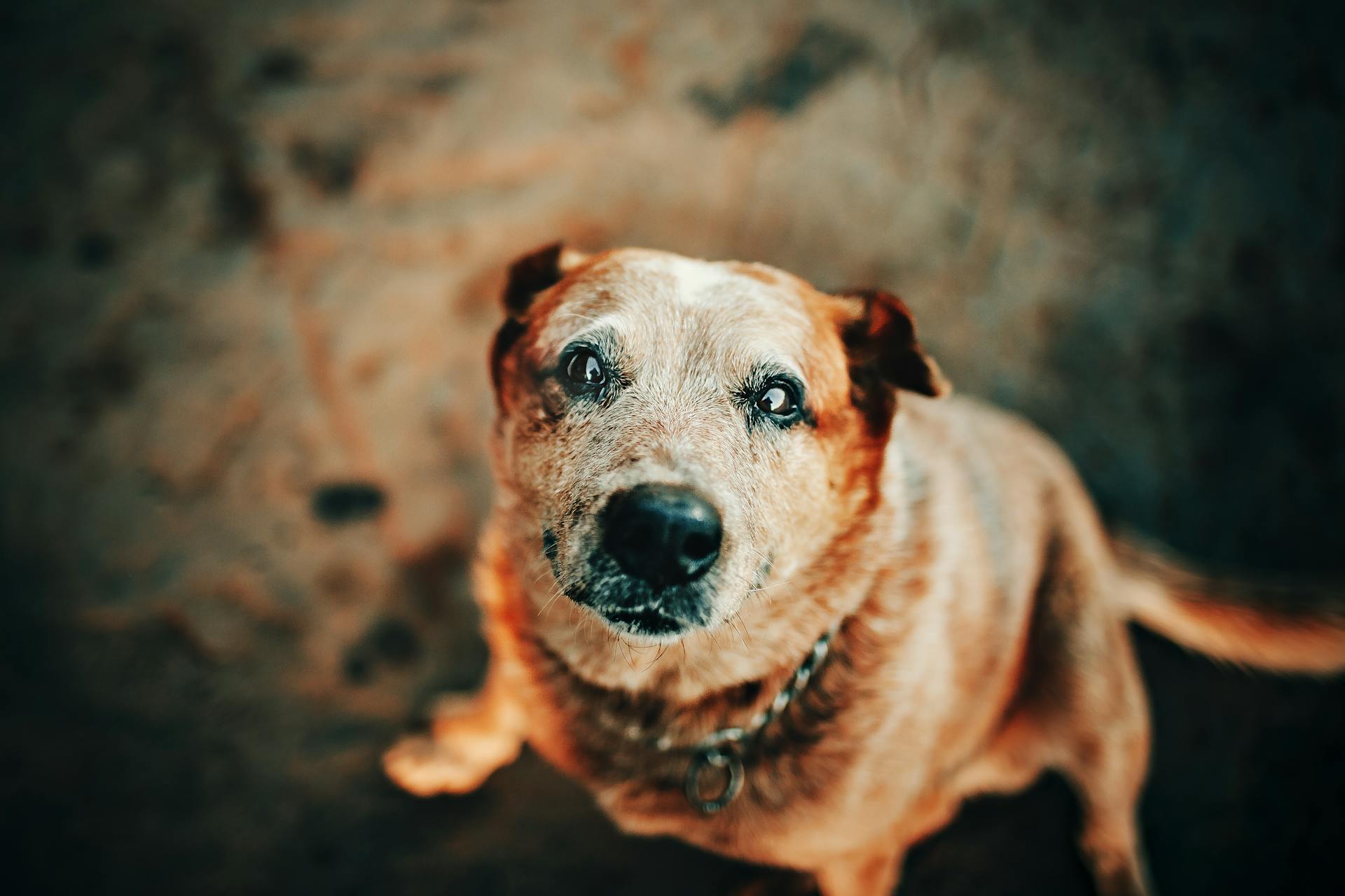 Close-Up Photo of Dog