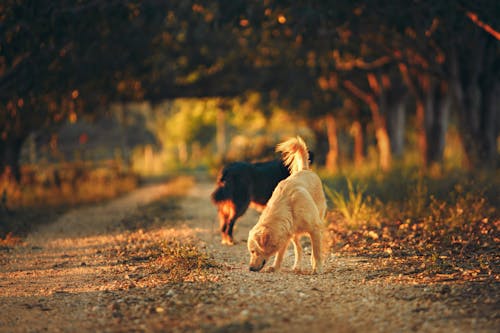 Free Selective Focus Photography of Two Dogs in the Middle of Road Stock Photo