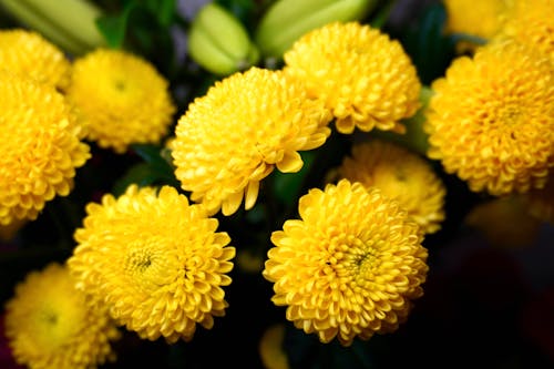 A close up of yellow flowers in a vase