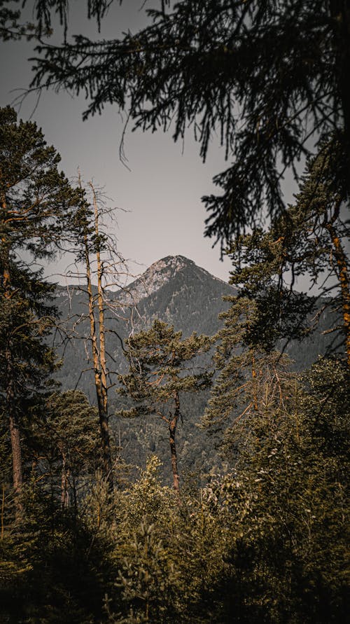 Foto d'estoc gratuïta de arbres, arbusts, caure