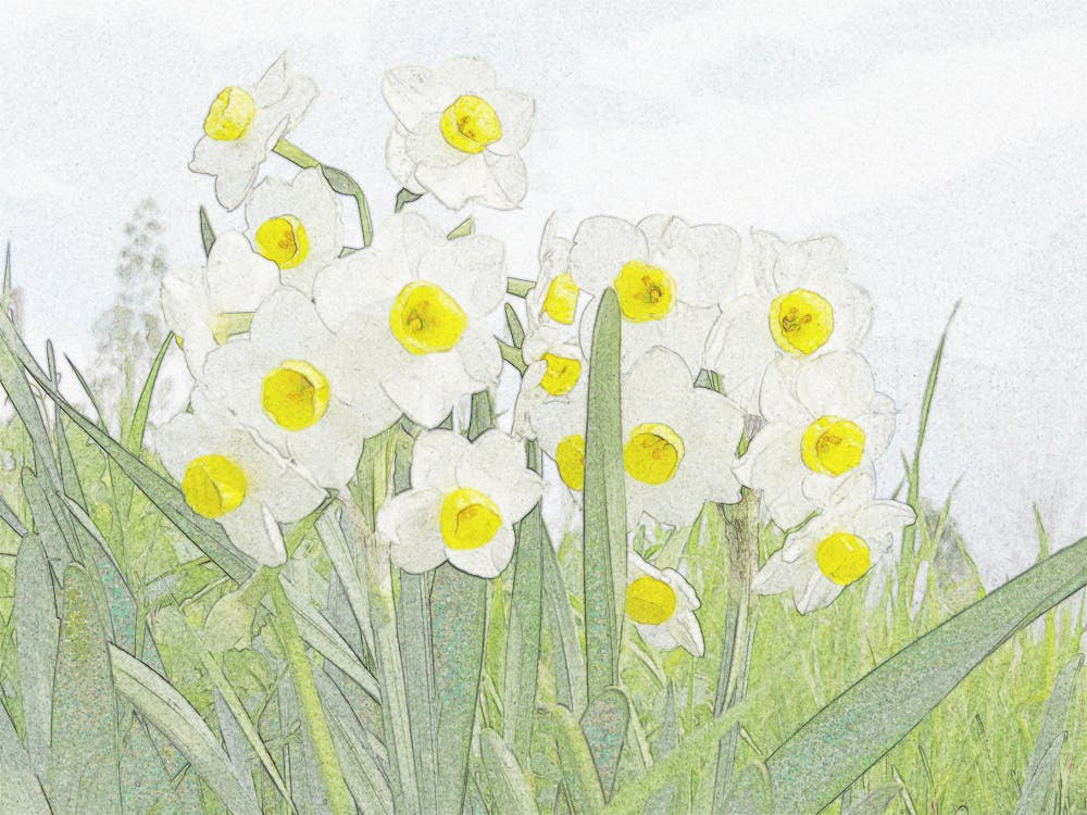 彩色鉛筆 水仙花 白色的水仙花的免費圖庫相片 彩色鉛筆 水仙花 白色的水仙花的免費圖庫相片