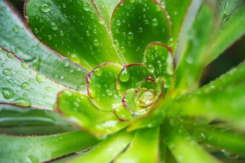 Raindrops on Green Plant