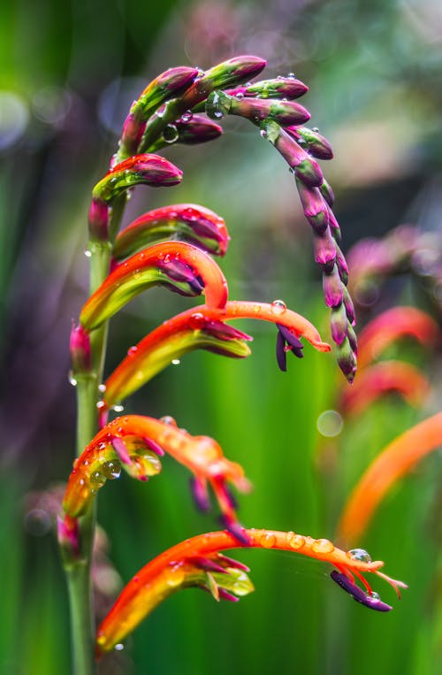 Close-up of a Chasmanthe Flower with Water Droplets 