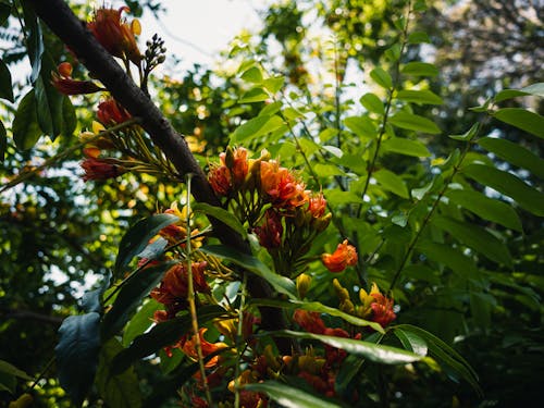 Darmowe zdjęcie z galerii z drzewo, egzotyczny, kwiaty