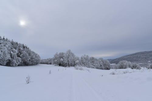 Gratis lagerfoto af forkølelse, hvid, landet