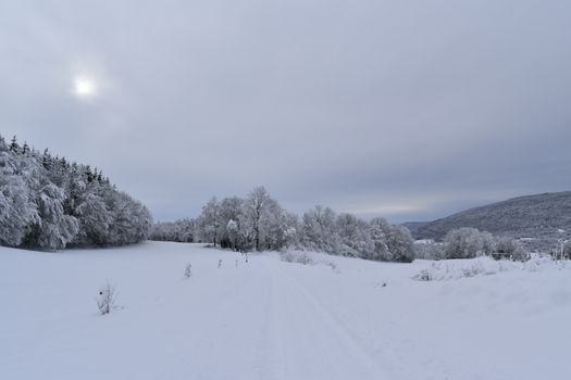 A tranquil winter scene featuring a snowy forest and open field under a cloudy sky.