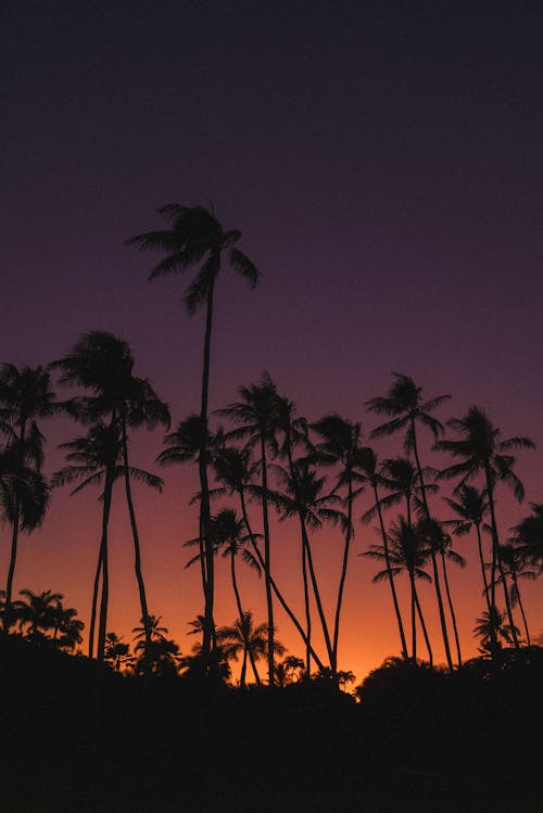 Free Palm Tree Sunset  Stock Photo