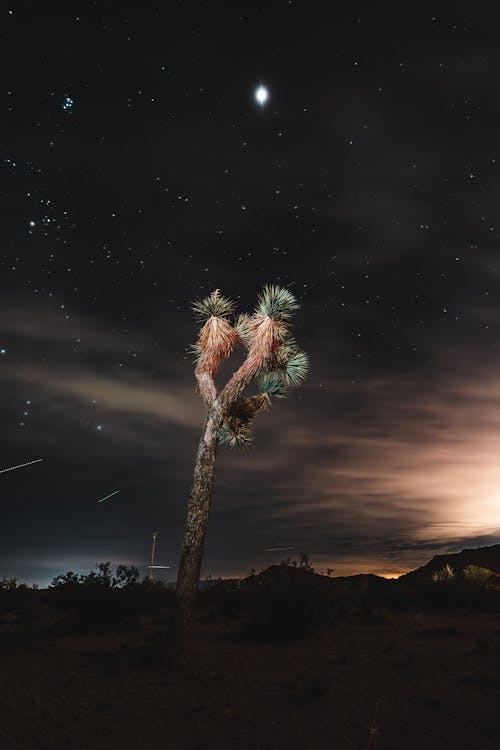 Photo of a Desert under a Starry Night Sky 