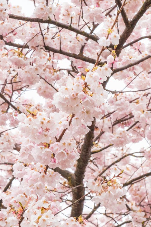 Close-up of Light Pink Cherry Blossom 