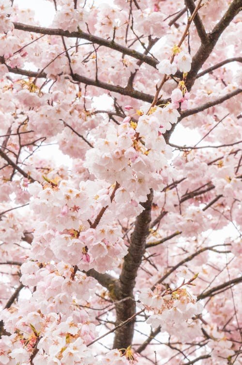 A close up of a cherry blossom tree