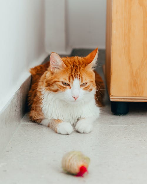 Orange Cat Sitting behind Cupboard Looking at Toy