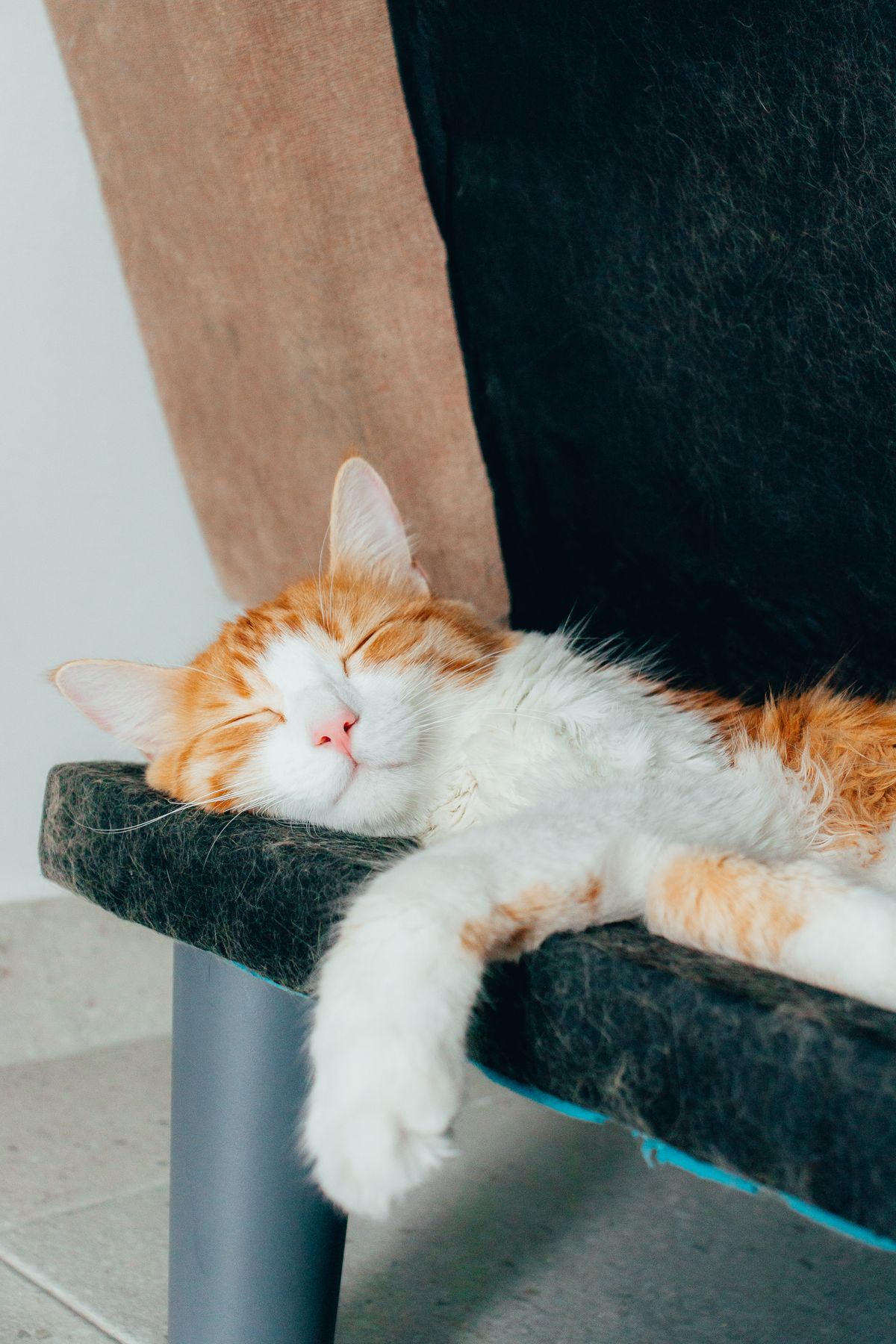 Cat resting comfortably in a pet bed