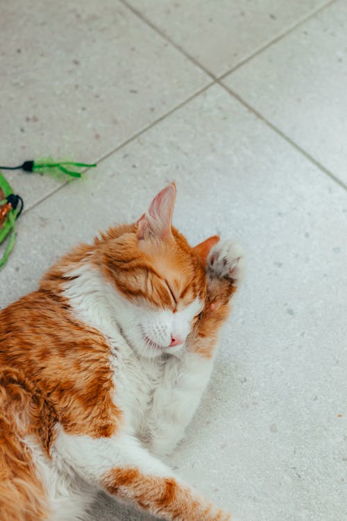 Orange Cat Pawing at its Head Lying on Floor