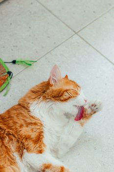 cat photo