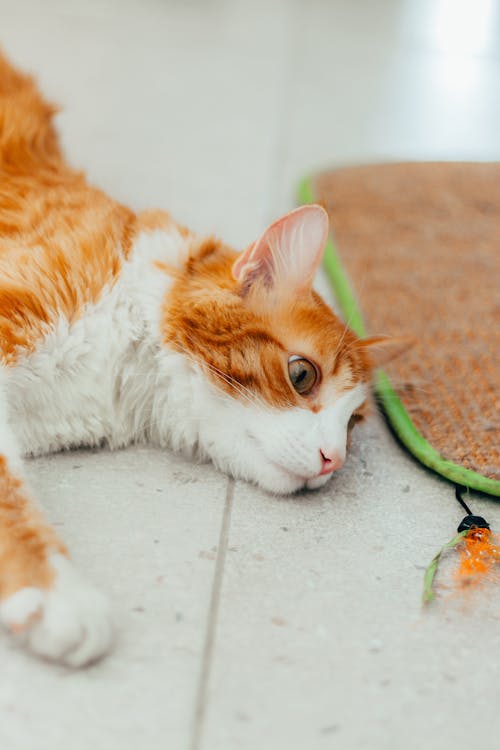 Ginger Cat Lying Down on Floor