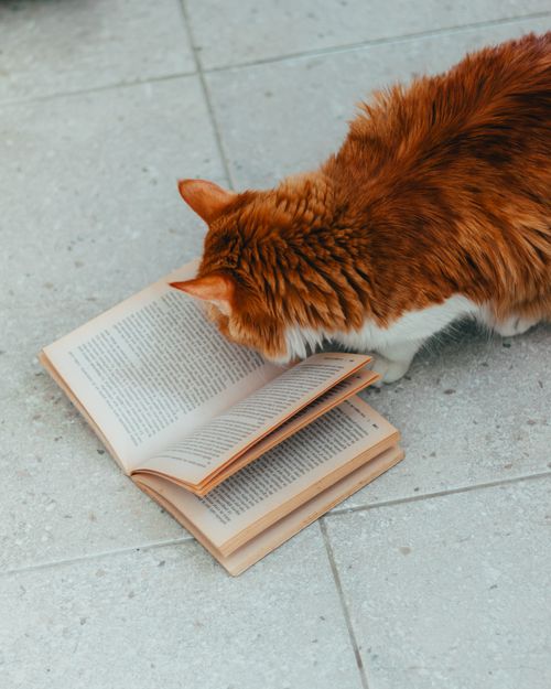 Free A ginger cat intently looking at an open book on a tile floor, indoors. Stock Photo