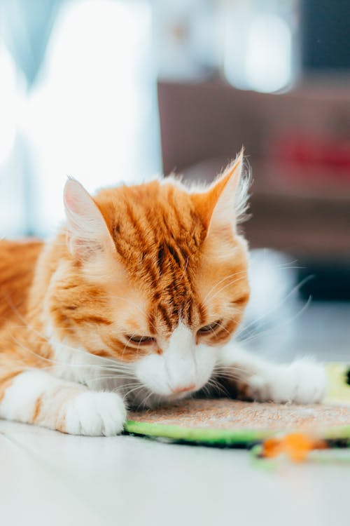고양이, 내리막 길, 누워있는의 무료 스톡 사진